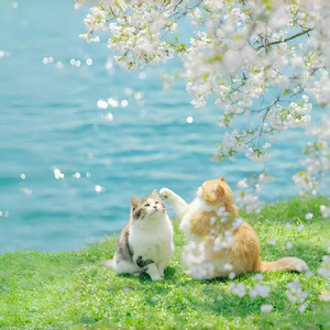 伯虎说 (小猫摇)