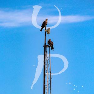 Up(feat. Peachblood) (Explicit)