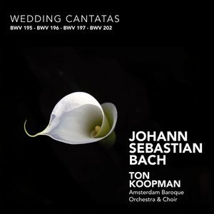 Dem Gerechten Mub Das Licht, BWV 195 - 