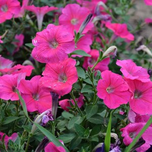 张世军 - 春满中国