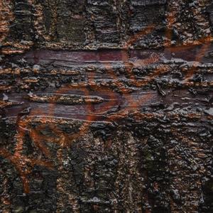 nO eNs ToMbArAn (feat. Ontxo) (Explicit)