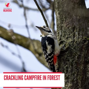 Cloudy Dawn Waterfall