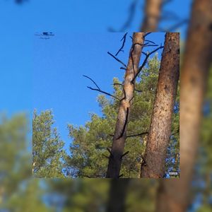 More Deposits (Explicit)