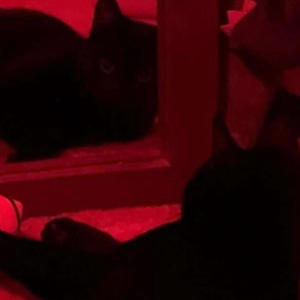 Senses (feat. hxllxw) (Explicit)