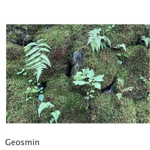 Geosmin