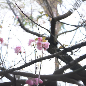 桃妖 (Single Version)