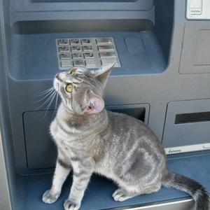 cash machine (feat. Nebbes) (Explicit)