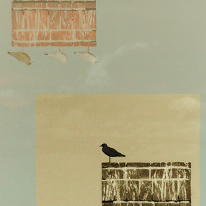 Black Bird