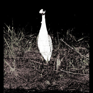 Night Heron EP