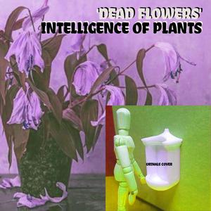 Dead Flowers