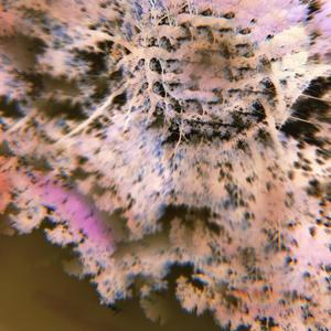 distance (feat. aesty, suri & jvne) (Explicit)