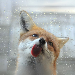 爸爸去哪儿(Instrumental by 大佐佐)