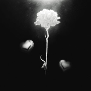 White Carnation