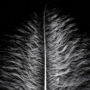 L'avesque D'argelosa