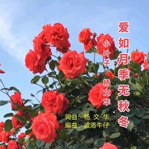 爱如月季无秋冬-对唱版