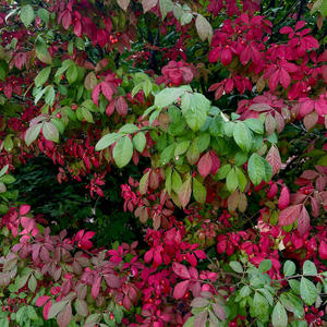 JOLE JMET ANYTIME (Explicit)