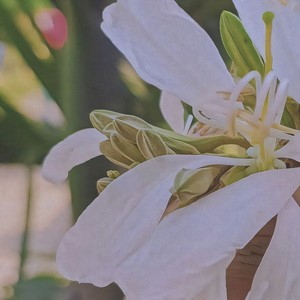 We gonna run (Acoustic|Explicit)