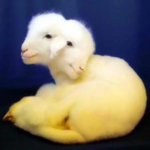 SHEEP SKIN (Explicit)