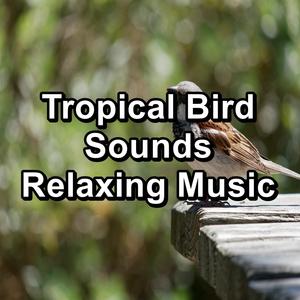 Tropical Bird Sounds Relaxing Music