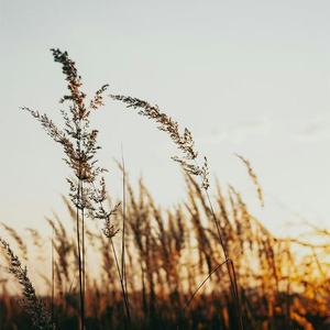 我试图忘记你 (氛围版)