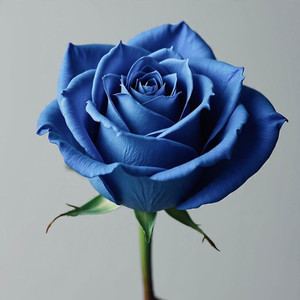 blaue Rose