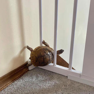 Esconaba In The MoonLight (feat. Psychic Abi & Jeffrey Dom-Her) (Explicit)