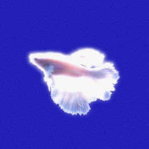 Why Do The Stars Twinkle