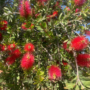 Oh the Deep, Deep Love of Jesus