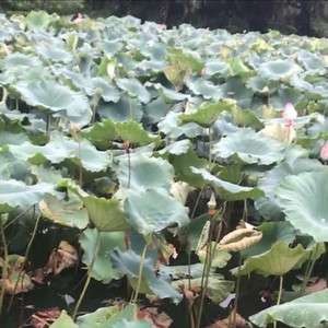 爱,我用一生去了解