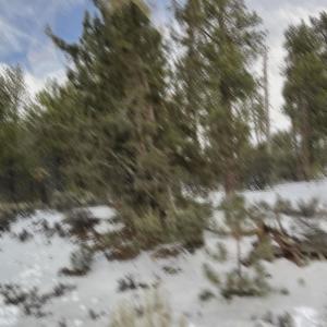 Lately (feat. Cboy1) (Explicit)