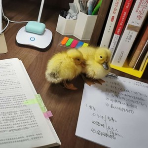 我要建一座王宫 (Live)