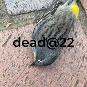 dead@22 (feat. 5wit) (Explicit)