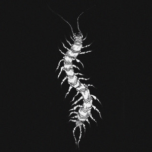 Scolopendra