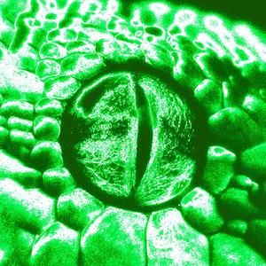 Snake (feat. Manu Carpio)