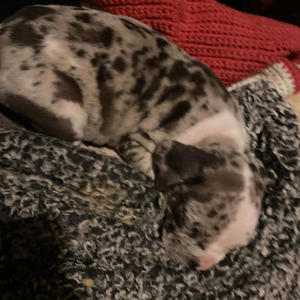 Brlds&Pitbulls (feat. Tomtom3k) (Explicit)