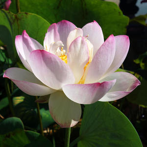 要不要和我处对象 (DJ版)