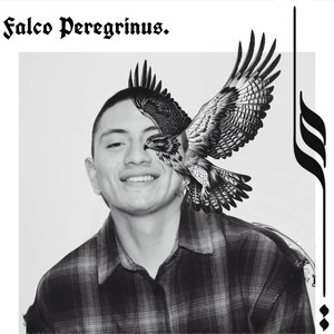 Falco Peregrinus (Explicit)