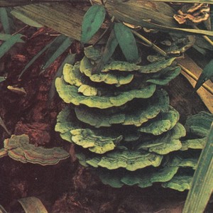 Bigcat - Between Jobs // Eden Growth