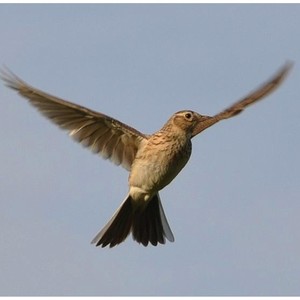 Lark in the Clear Air