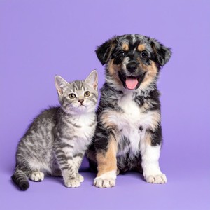 Pies Suaves Caminan Sobre Pisos De Madera