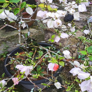 Whispers by the Falls