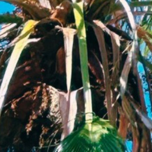 PALMERITA (Explicit)