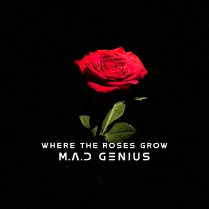 Where The Roses Grow