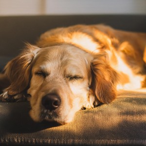 Fluidez Suave De Armonía