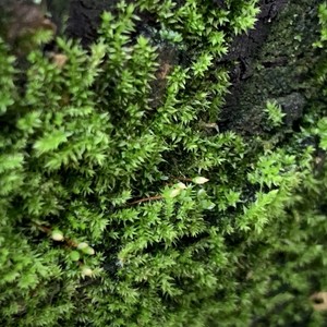 故若利州 (合唱版)