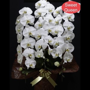 スイートクイーン