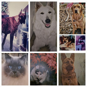 (Man's best friend) Cry at Night (Radio Edit)