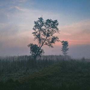 In the Morning