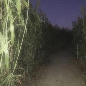 L'ORA DEL RACCOLTO (Explicit)