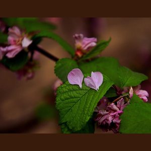 河图 - 雨碎江南采样